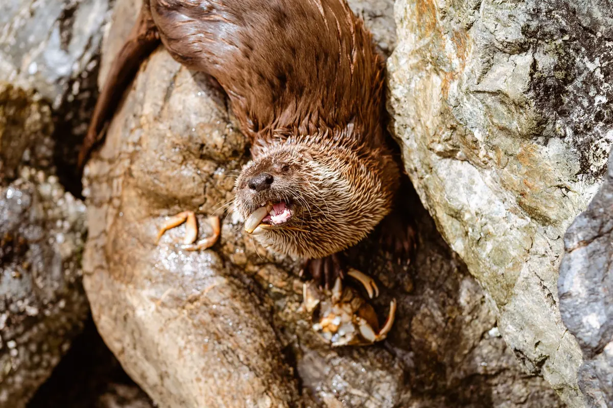 Loch Wildlife Checklist: 12 Animals to Spot from Shore